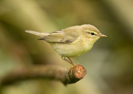 A small yellow bird at rest on a tree branch