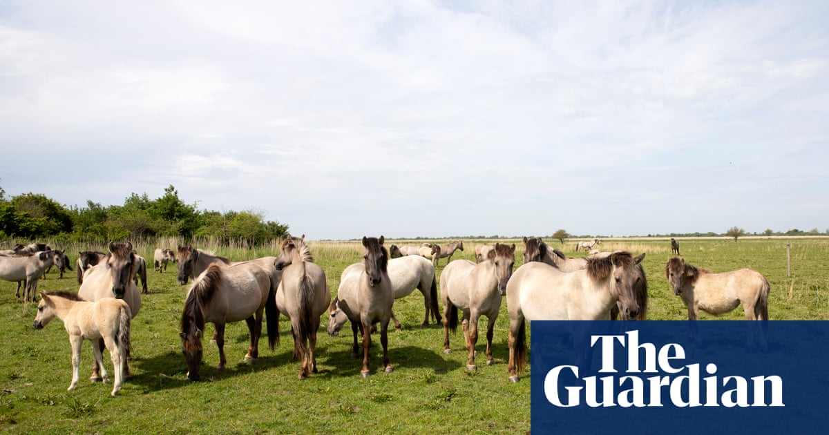 ‘We make nature here’: pioneering Dutch project repairs image after outcry over starving animals