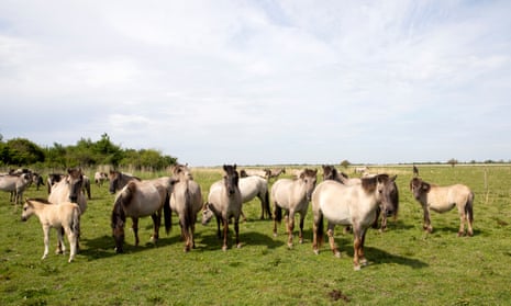Konik horses grazing at Oostvaardersplassen in the Netherlands