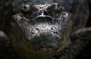 Cartagena, Colombia: A river crocodile