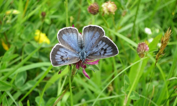 Large blue butterflies