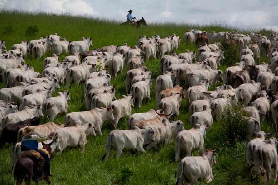 Cattle ranching is the primary driver of forest destruction in the Brazilian Amazon, with 79.5% of deforested land used for cattle pasture.