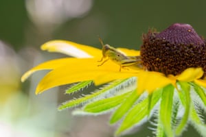 A red-brown grasshopper on a yellow flower in Canada.