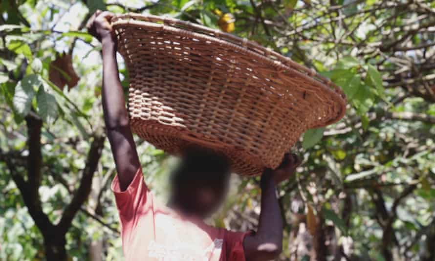 Child carrying basket on cocoa farm