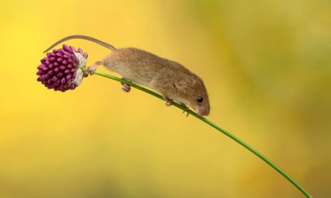 Mice are distressed when another mouse suffers, especially one they know.
