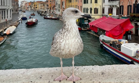 Emma Beddington's photo of a gull in Venice.