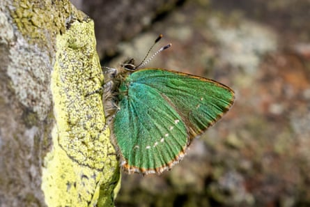 A butterfly with iridescent green wings