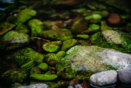 Green algae clings to rocks in the River Wye. The river has been damaged by algal blooms.