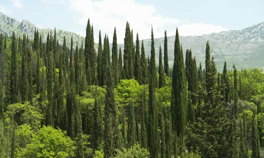 Cypress groves near Dubrovnik.