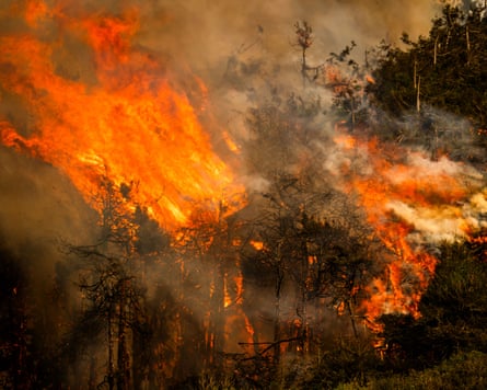 Trees burning on a hillside