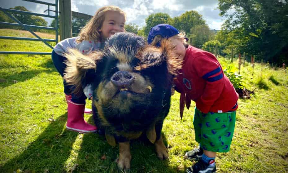 Friendly pigs at Top of the Woods Eco Camping & Glamping Pembrokeshire