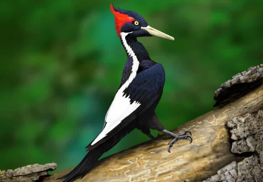 The ivory-billed woodpecker, one of the first animals to be recognized by the Endangered Species Act in 1973.