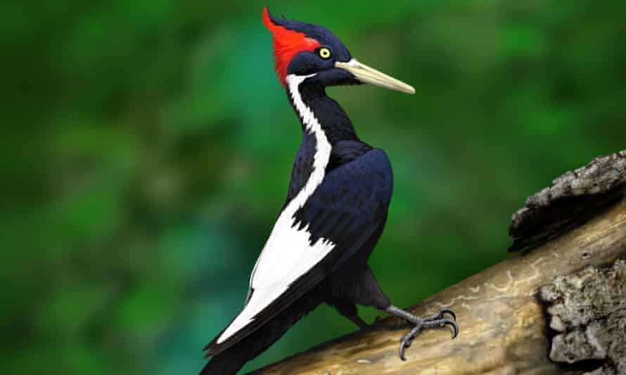 US Fish and Wildlife officials stated that there have been no definitive sightings of the ivory-billed woodpecker since 1944 and 'there is no objective evidence' of its continued existence.