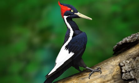 The ivory-billed woodpecker, one of the first animals to be recognized by the Endangered Species Act in 1973.