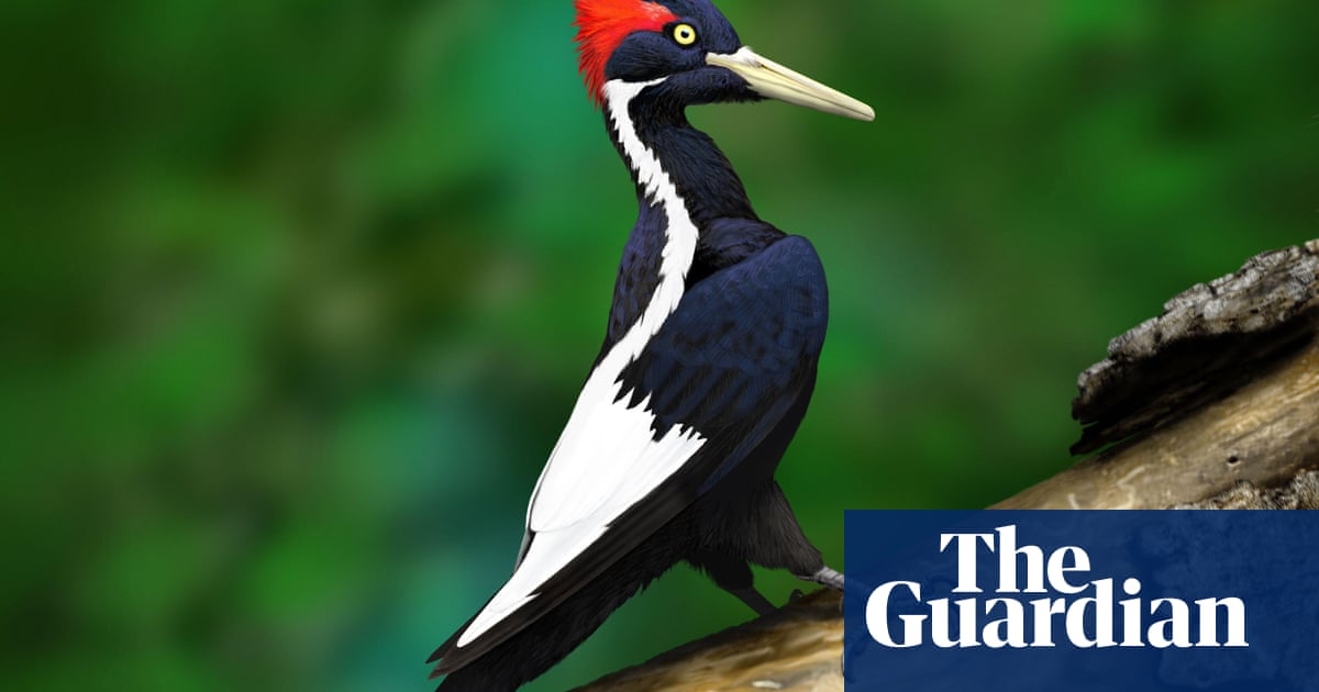 US to declare ivory-billed woodpecker and 22 more species extinct
