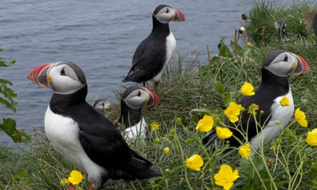 Puffins near Borgarfjörður.