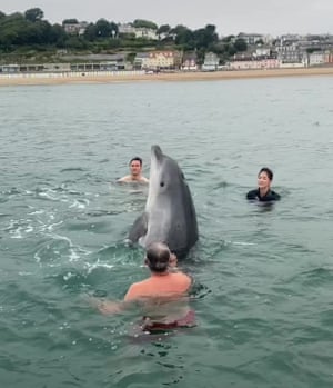 A dolphin upright in the water surrounded as three people swim around it