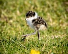Pedestrians Swear at Plovers Defending Nests