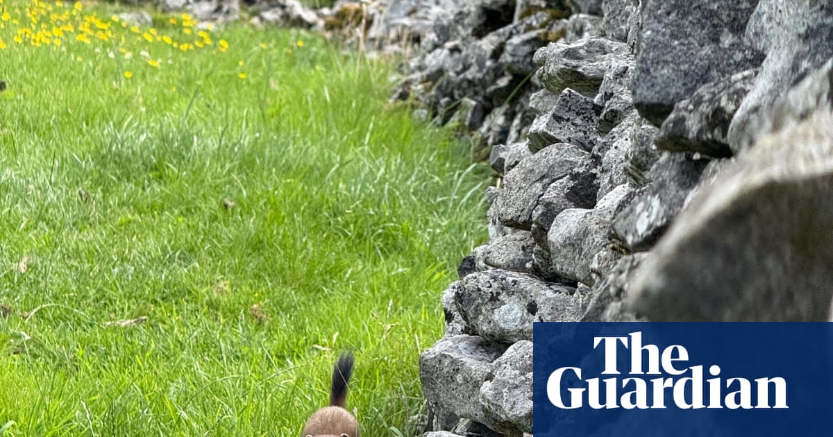 Country diary: Even stoats need a break from the ecstasy of being a stoat | Mark Cocker