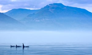 the guardian  -  silence-is-golden-for-whales-as-lockdown-reduces-ocean-noise-coronavirus https://www.theguardian.com/environment/2020/apr/27/silence-is-golden-for-whales-as-lockdown-reduces-ocean-noise-coronavirus