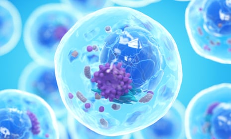A 3D illustration of a human cell