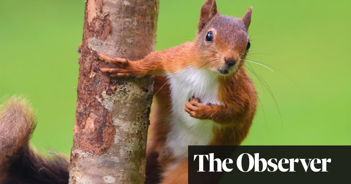 From Google-jacking to dead squirrels: the online tricks of electioneering