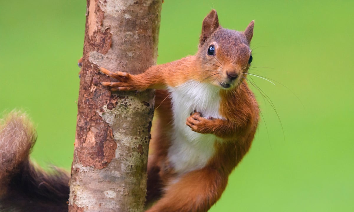 From Google Jacking To Dead Squirrels The Online Tricks Of Electioneering Politics The Guardian