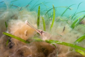 A greater pipefish peers out from filamentous algae that is growing over a seagrass bed in Studland Bay, Dorset