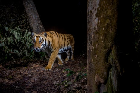 A tiger in Nepal