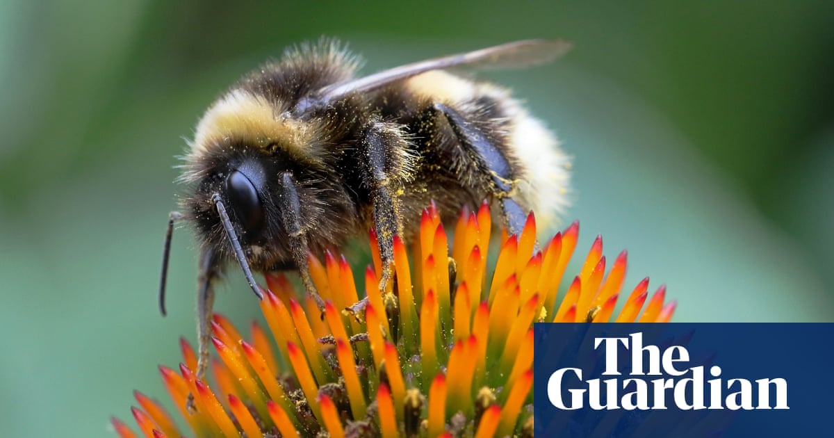 Glyphosate weedkiller damages wild bee colonies, study reveals