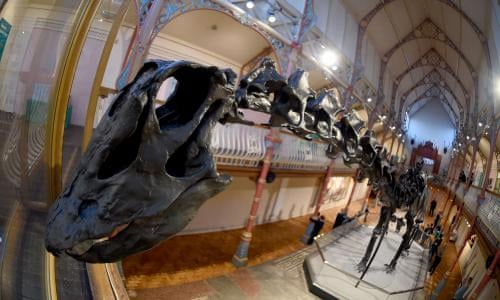 Llukalkan Aliocranianus Dinosaur Discovered In Argentina : NPR