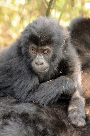 An infant Grauer’s gorilla.