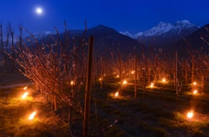 Valais, Switzerland Heaters are placed in the middle of apricot trees in blossom, to protect them from freezing when the temperature drops bellow zero on cold spring nights, as the sun rises over the Swiss Alps