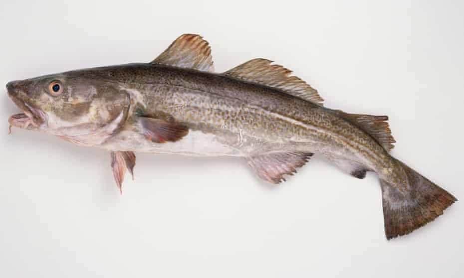Fin-to-gill eating: how to cook fish without discarding a thing | Fish ...