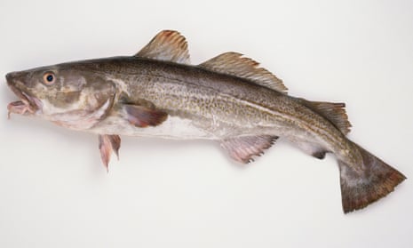 A freshly caught Atlantic cod