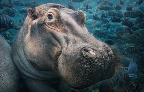 Common hippopotamus, Hippopotamus amphibius. IUCN Red List status: Vulnerable