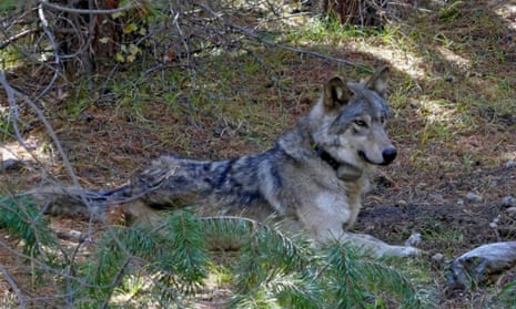 This undated photo by the US Fish and Wildlife Service shows a wolf from the Oregon Pack OR-54. 