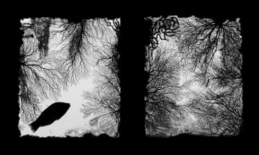 Sea fans surround window, with fish silhouetted