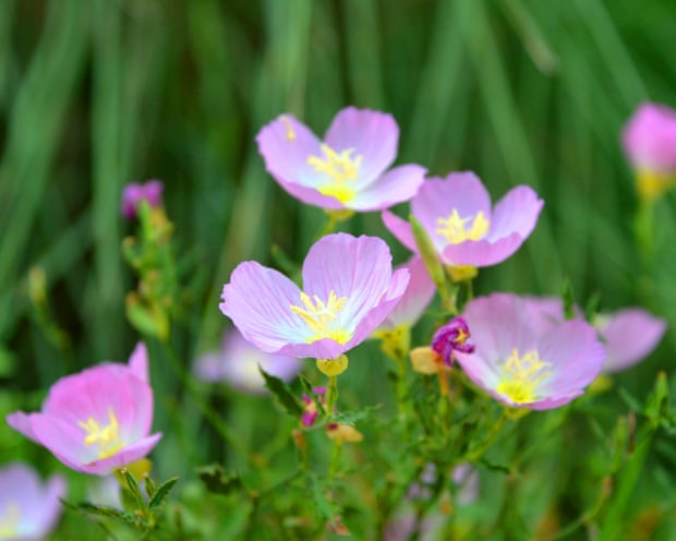 Close up of small pink wild flowers