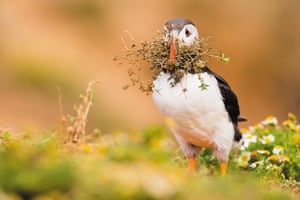 A puffin carrying nesting material