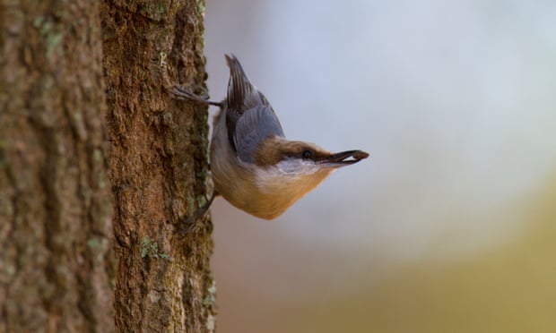 a brown headed nuthatch perched vertically on a tree trunk