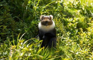 Um macaco Sykes vagueia no Parque Nacional Aberdare em Nyeri, Quênia. O governo queniano quer construir uma estrada asfaltada para ligar dois condados através da cordilheira de Aberdare e cientistas e conservacionistas dizem que o projeto teria um impacto irreversível no ecossistema