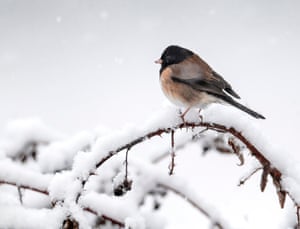 Winter Storm Hits Western U.S., Elkton, Oregon, USA - 27 Dec 2021Mandatory Credit: Photo by Robin Loznak/ZUMA Press Wire/REX/Shutterstock (12660633c) Snow falls as a small bird perches in a blackberry thicket along a country road in rural southwestern Oregon near Elkton. The National Weather Service has issues a winter weather advisory for the area with snow predicted for the next several days. Winter Storm Hits Western U.S., Elkton, Oregon, USA - 27 Dec 2021