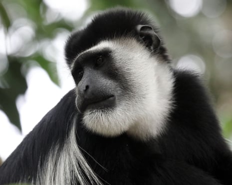 Black and white colobus monkey at Kibare Forest Camp, Uganda