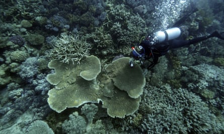 Scuba diver examines some dull-looking coral underwater