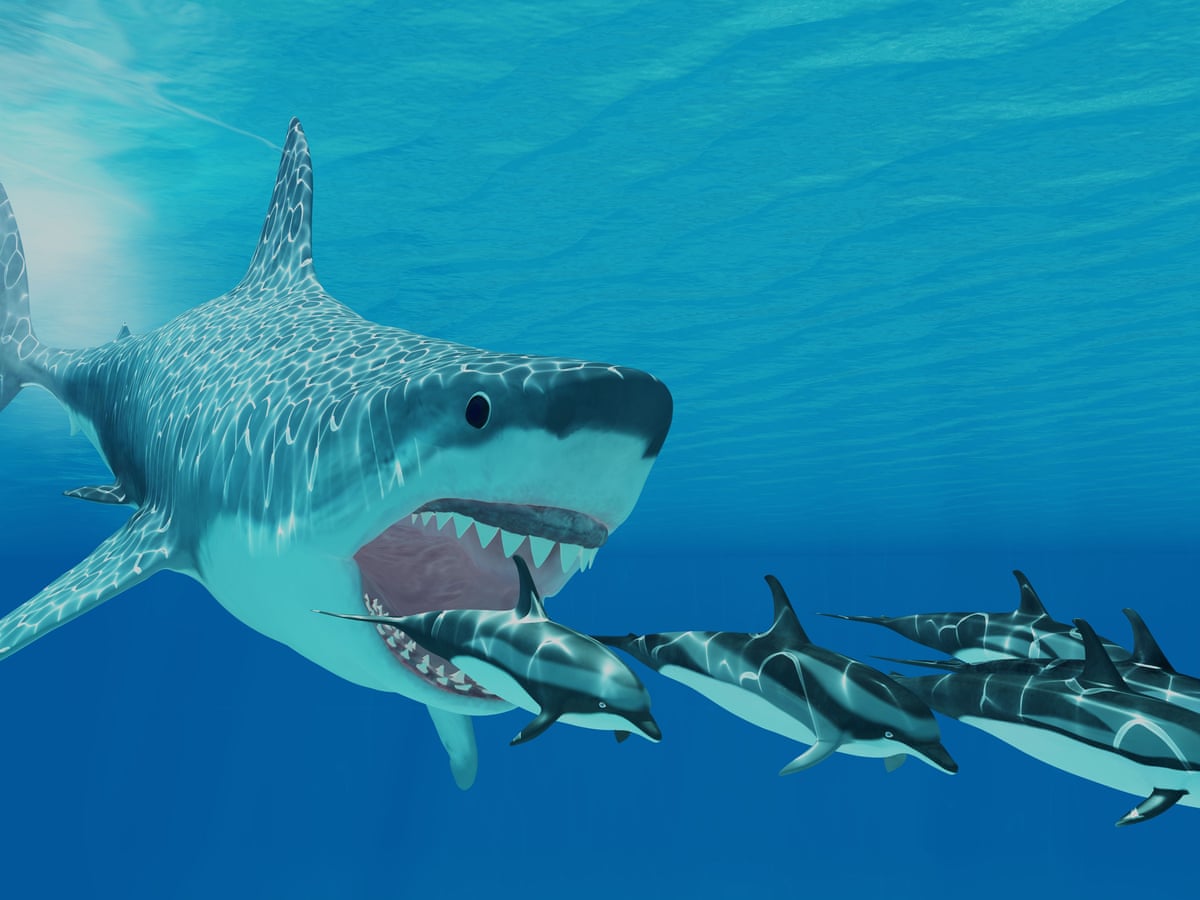 Baby Shark Newborn Megalodons Larger Than Humans Scientists Say Sharks The Guardian Baby Shark Newborn Megalodons Larger Than Humans Scientists Say Sharks The Guardian