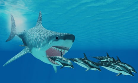 A computerised image of an Otodus megalodon swimming after a pod of dolphins.