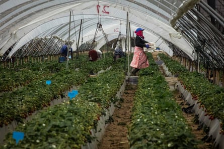 Women working in a polytunnel full of  strawberries 