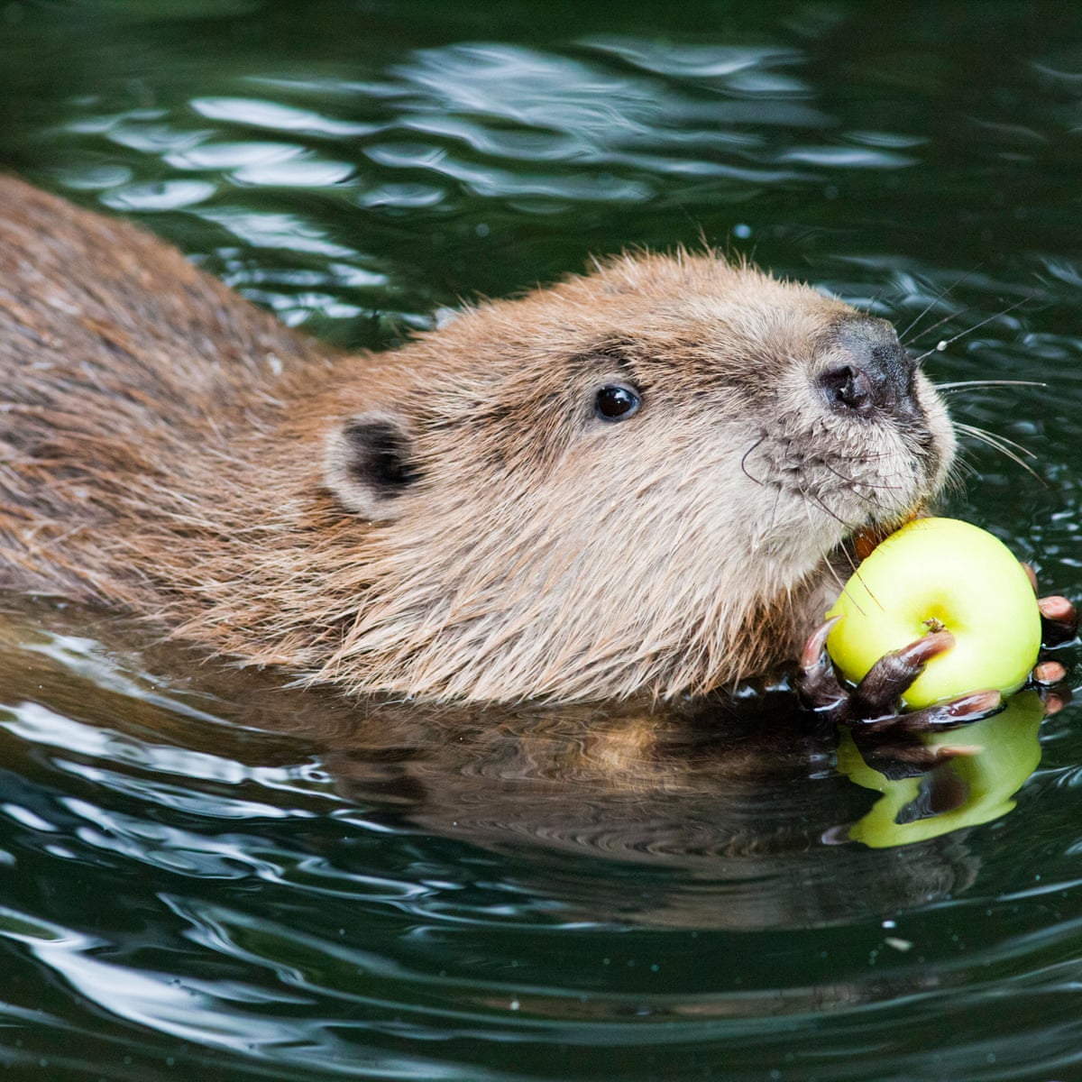 The trope of ‘choosing pets over people’ is not new