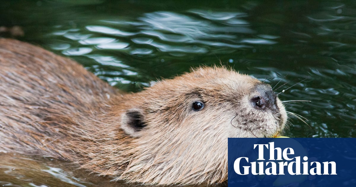 The trope of ‘choosing pets over people’ is not new | Letter